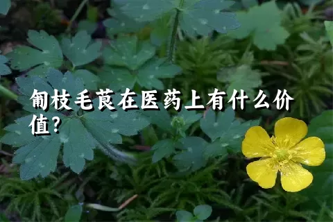 匍枝毛茛在医药上有什么价值？