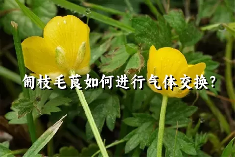 匍枝毛茛如何进行气体交换？