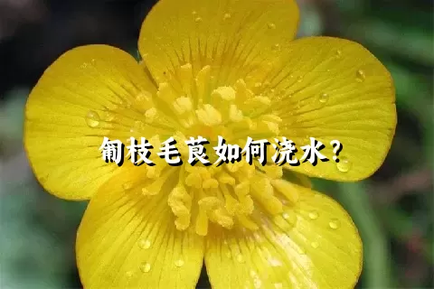 匍枝毛茛如何浇水？