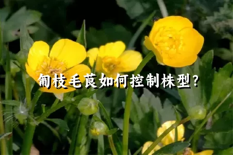 匍枝毛茛如何控制株型？