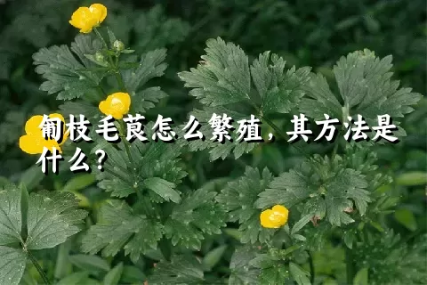 匍枝毛茛怎么繁殖，其方法是什么？