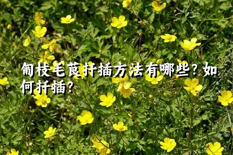 匍枝毛茛扦插方法有哪些？如何扦插？