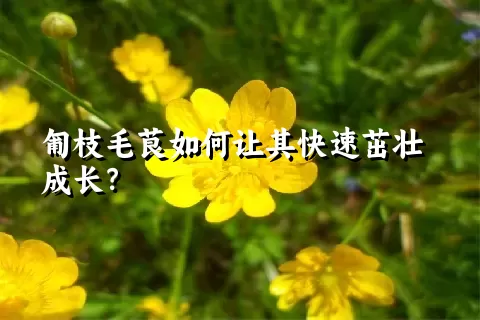 匍枝毛茛如何让其快速茁壮成长？