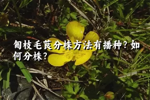 匍枝毛茛分株方法有播种？如何分株？