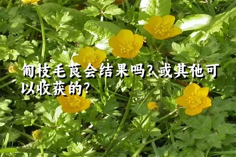 匍枝毛茛会结果吗？或其他可以收获的？