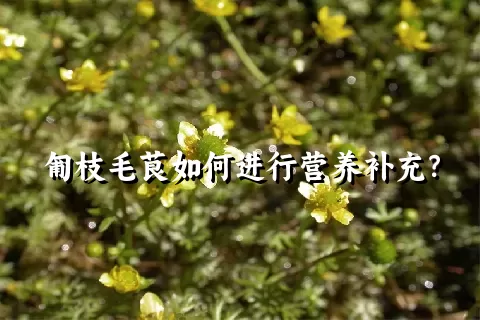 匍枝毛茛如何进行营养补充？