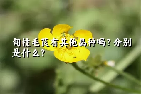 匍枝毛茛有其他品种吗？分别是什么？