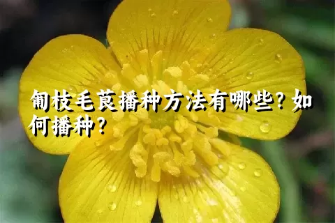 匍枝毛茛播种方法有哪些？如何播种？