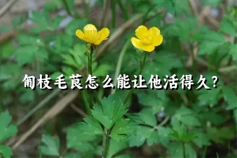 匍枝毛茛怎么能让他活得久？