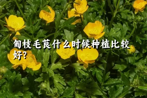 匍枝毛茛什么时候种植比较好？