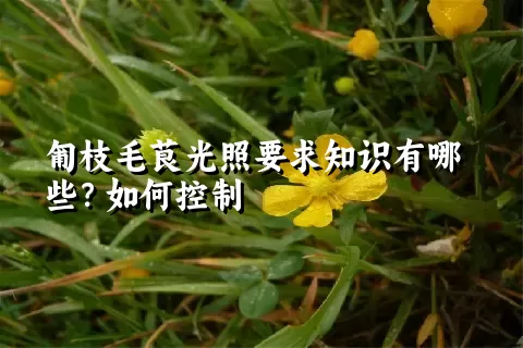 匍枝毛茛光照要求知识有哪些？如何控制