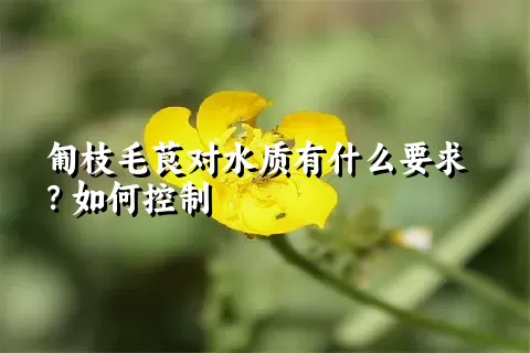 匍枝毛茛对水质有什么要求？如何控制