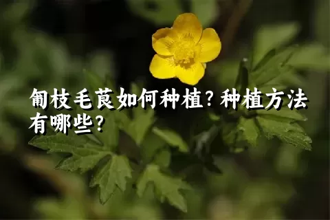 匍枝毛茛如何种植？种植方法有哪些？