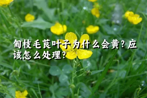 匍枝毛茛叶子为什么会黄？应该怎么处理？