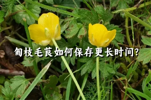 匍枝毛茛如何保存更长时间？