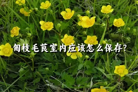 匍枝毛茛室内应该怎么保存？