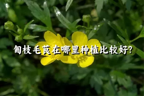 匍枝毛茛在哪里种植比较好？