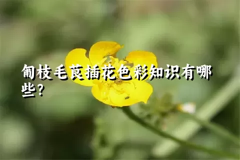 匍枝毛茛插花色彩知识有哪些？