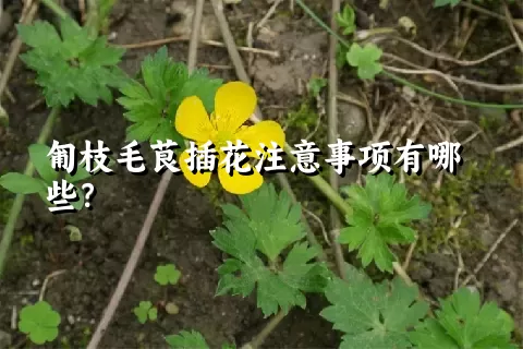 匍枝毛茛插花注意事项有哪些？