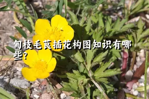 匍枝毛茛插花构图知识有哪些？