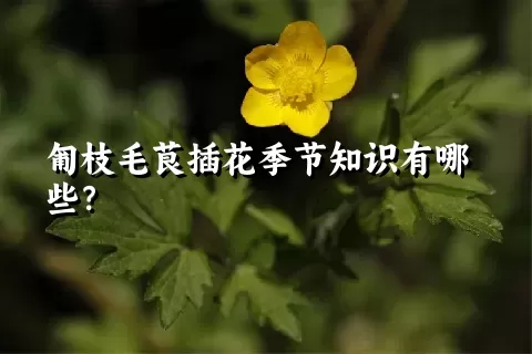 匍枝毛茛插花季节知识有哪些？