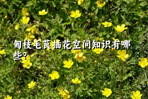 匍枝毛茛插花空间知识有哪些？