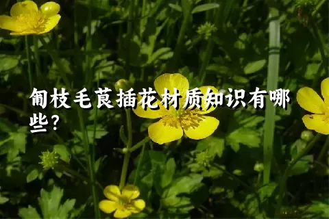 匍枝毛茛插花材质知识有哪些？