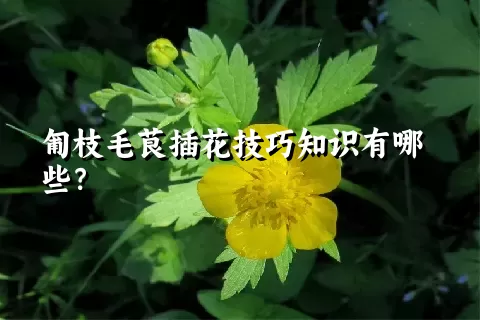 匍枝毛茛插花技巧知识有哪些？