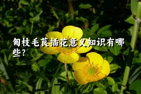 匍枝毛茛插花意义知识有哪些？