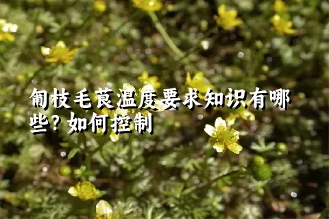 匍枝毛茛温度要求知识有哪些？如何控制