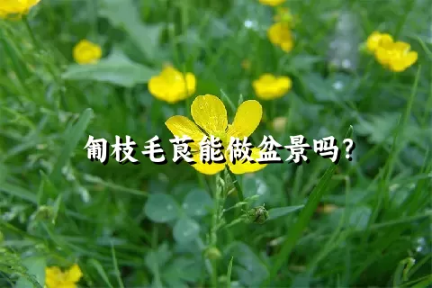 匍枝毛茛能做盆景吗？