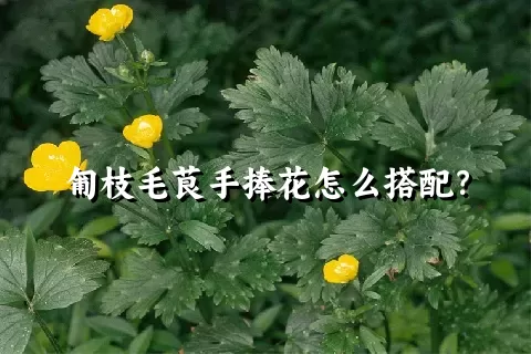 匍枝毛茛手捧花怎么搭配？