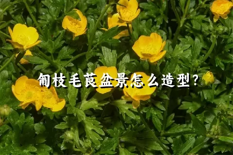 匍枝毛茛盆景怎么造型？