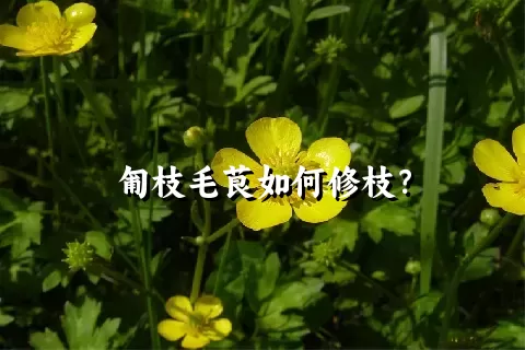 匍枝毛茛如何修枝？