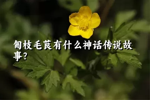 匍枝毛茛有什么神话传说故事？