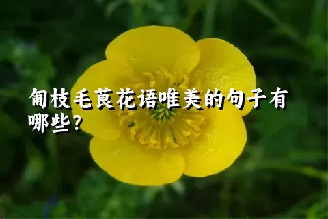 匍枝毛茛花语唯美的句子有哪些？