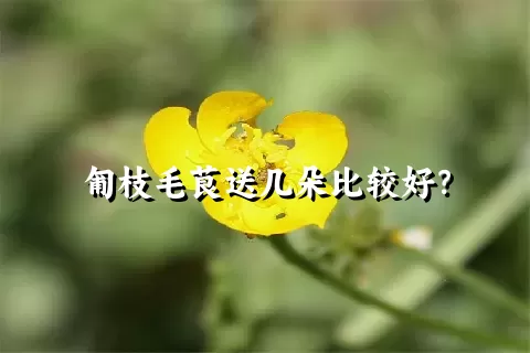 匍枝毛茛送几朵比较好？