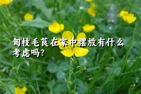 匍枝毛茛在家中摆放有什么考虑吗？