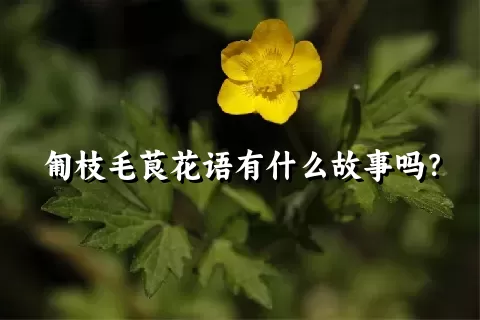 匍枝毛茛花语有什么故事吗？