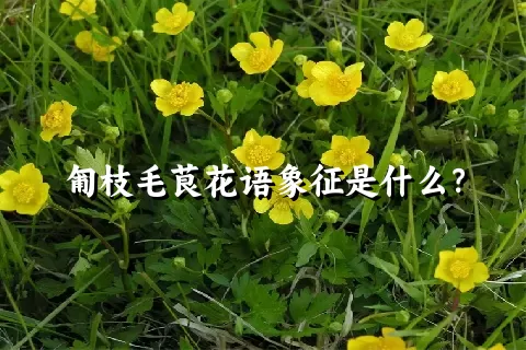 匍枝毛茛花语象征是什么？