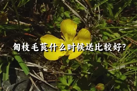 匍枝毛茛什么时候送比较好？