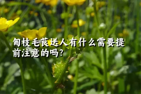 匍枝毛茛送人有什么需要提前注意的吗？