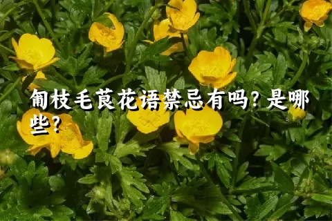 匍枝毛茛花语禁忌有吗？是哪些？