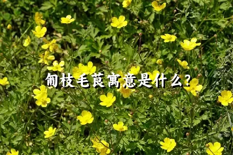 匍枝毛茛寓意是什么？