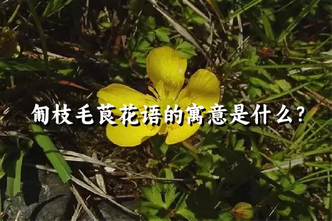 匍枝毛茛花语的寓意是什么？