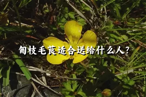 匍枝毛茛适合送给什么人？