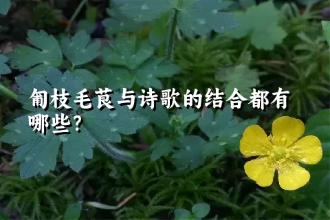 匍枝毛茛与诗歌的结合都有哪些？