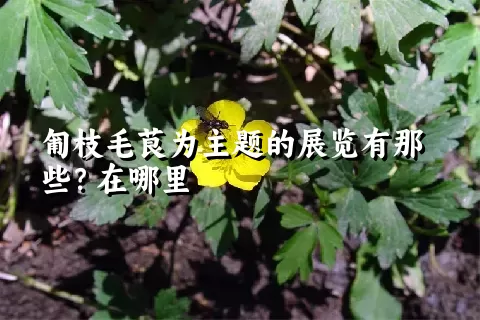 匍枝毛茛为主题的展览有那些？在哪里