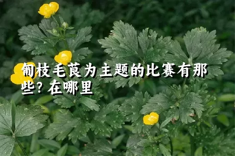 匍枝毛茛为主题的比赛有那些？在哪里