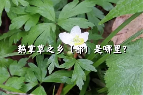 鹅掌草之乡（都）是哪里？